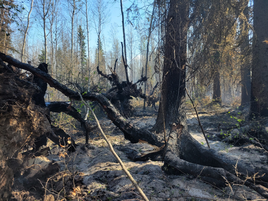 Burnt roots of a tree is exposed on a bed of ashes.