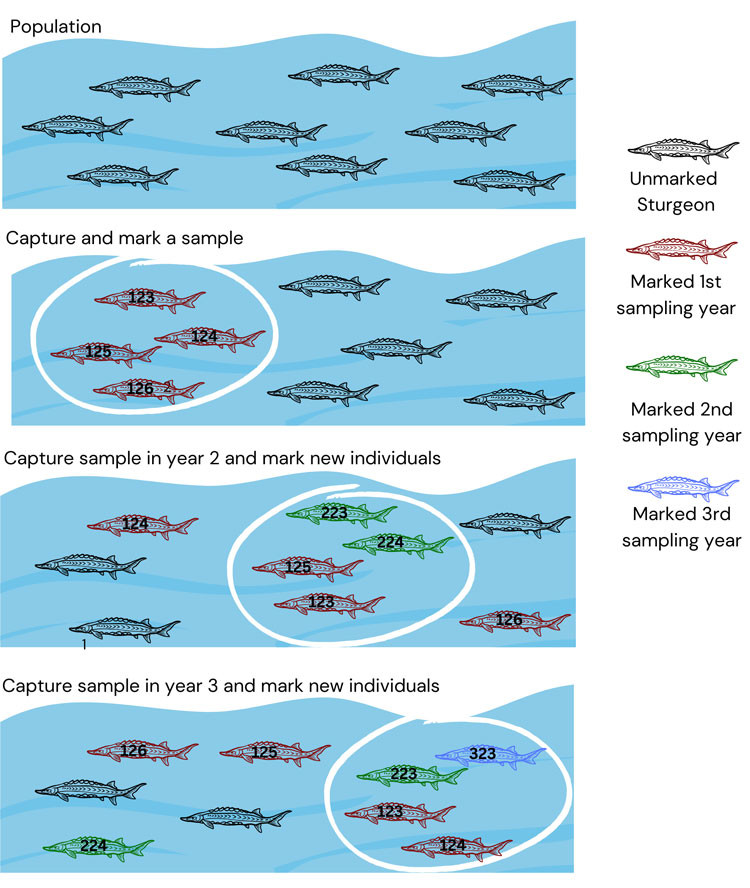 Diagram of the Capture-Mark-Recapture method. The white circle depicts the individuals captured and the coloured sturgeon depict marked individuals.