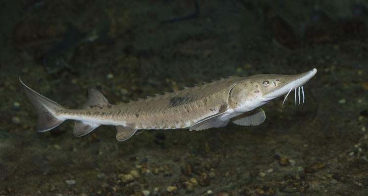 A young Lake Sturgeon. Photo: Gord Court.