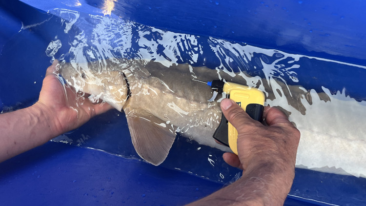 Jeff Krukowski inserting a PIT tag into the back of a Lake Sturgeon, Photo: Jeff Krukowski.