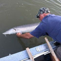 Jeff Krukowski releasing a tagged sturgeon. Photo: Jeff Krukowski.