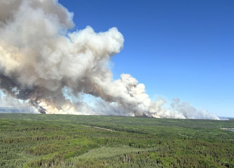 A large white column of smoke billows from above the tree tops.