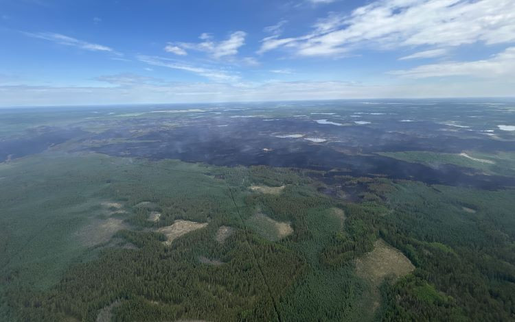 Little smoke over the wildfire in the forest.