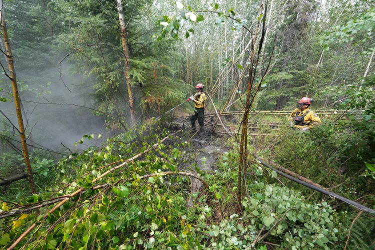 Two wildland firefighters in yellow protective gear and red helmets work to extinguish a smouldering ground fire in a dense, green forest. One firefighter uses a hose to spray water on the burned area, while the other stands nearby among fallen branches and underbrush. Smoke lingers in the background.