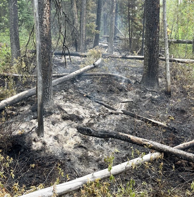 White ash and smoke is visible on a forest floor impacted by a wildfire. Trees are black and burned.
